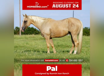 Caballo cuarto de milla, Caballo castrado, 9 años, Palomino