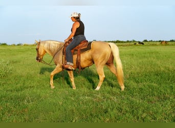 Caballo cuarto de milla, Caballo castrado, 9 años, Palomino