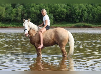 Caballo cuarto de milla, Caballo castrado, 9 años, Palomino