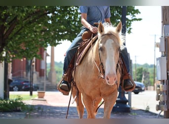 Caballo cuarto de milla, Caballo castrado, 9 años, Palomino