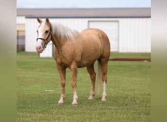 Caballo cuarto de milla, Caballo castrado, 9 años, Palomino