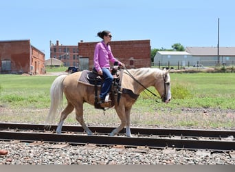 Caballo cuarto de milla, Caballo castrado, 9 años, Palomino