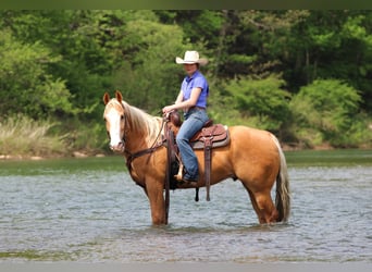Caballo cuarto de milla, Caballo castrado, 9 años, Palomino