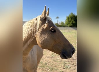Caballo cuarto de milla, Caballo castrado, 9 años, Palomino