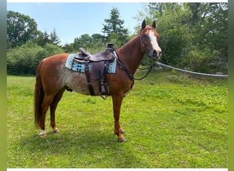 Caballo cuarto de milla, Caballo castrado, 9 años, Rabicano