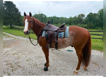 Caballo cuarto de milla, Caballo castrado, 9 años, Rabicano
