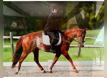 Caballo cuarto de milla, Caballo castrado, 9 años, Rabicano