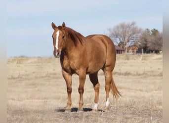 Caballo cuarto de milla, Caballo castrado, 9 años, Red Dun/Cervuno