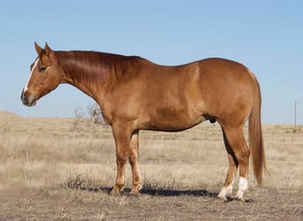 Caballo cuarto de milla, Caballo castrado, 9 años, Red Dun/Cervuno