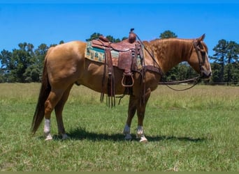 Caballo cuarto de milla, Caballo castrado, 9 años, Red Dun/Cervuno