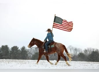 Caballo cuarto de milla, Caballo castrado, 9 años, Ruano alazán