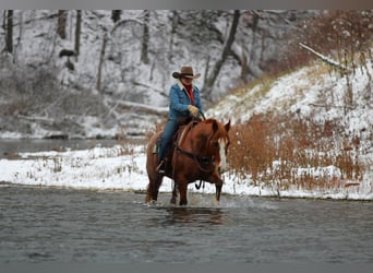 Caballo cuarto de milla, Caballo castrado, 9 años, Ruano alazán