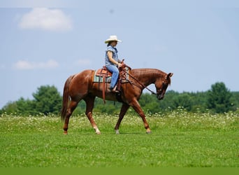 Caballo cuarto de milla, Caballo castrado, 9 años, Ruano alazán