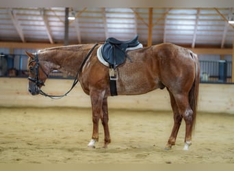 Caballo cuarto de milla, Caballo castrado, 9 años, Ruano alazán