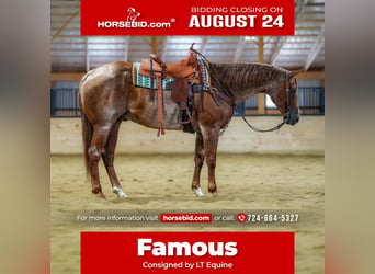 Caballo cuarto de milla, Caballo castrado, 9 años, Ruano alazán