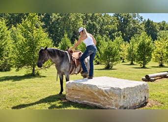 Caballo cuarto de milla, Caballo castrado, 9 años, Ruano azulado