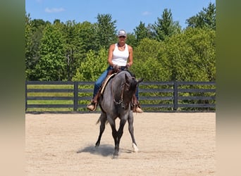 Caballo cuarto de milla, Caballo castrado, 9 años, Ruano azulado