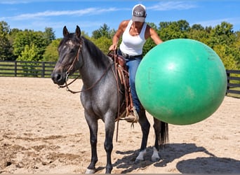 Caballo cuarto de milla, Caballo castrado, 9 años, Ruano azulado