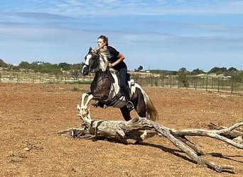 Caballo cuarto de milla, Caballo castrado, 9 años, Tobiano-todas las-capas