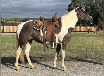 Caballo cuarto de milla, Caballo castrado, 9 años, Tobiano-todas las-capas