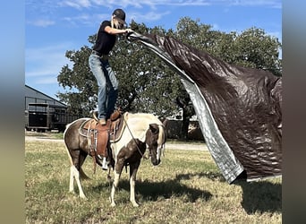 Caballo cuarto de milla, Caballo castrado, 9 años, Tobiano-todas las-capas