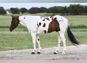 Caballo cuarto de milla, Caballo castrado, 9 años, Tobiano-todas las-capas