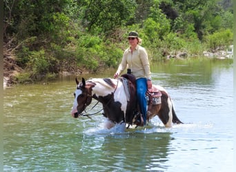 Caballo cuarto de milla, Caballo castrado, 9 años, Tobiano-todas las-capas