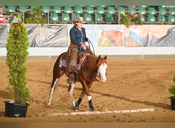 Caballo cuarto de milla, Desconocido, Embrión, 150 cm, Alazán