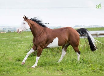 Caballo cuarto de milla, Desconocido, Embrión, 150 cm, Alazán