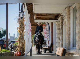Caballo cuarto de milla, Semental, 10 años, 147 cm, Negro