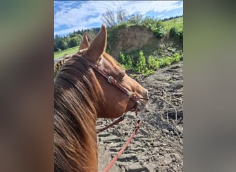 Caballo cuarto de milla, Semental, 10 años, 150 cm, Alazán