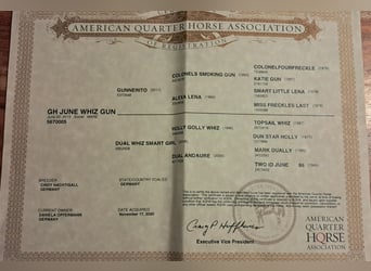 Caballo cuarto de milla, Semental, 10 años, 150 cm, Alazán