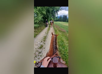 Caballo cuarto de milla, Semental, 10 años, 150 cm, Alazán