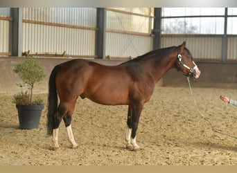 Caballo cuarto de milla, Semental, 11 años, 153 cm, Castaño oscuro
