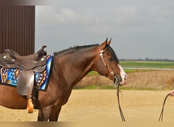 Caballo cuarto de milla, Semental, 11 años, 153 cm, Castaño oscuro