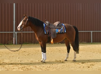 Caballo cuarto de milla, Semental, 11 años, 153 cm, Castaño oscuro