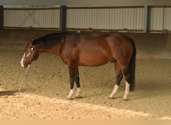 Caballo cuarto de milla, Semental, 11 años, 153 cm, Castaño oscuro