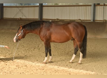 Caballo cuarto de milla, Semental, 11 años, 153 cm, Castaño