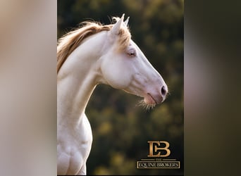 Caballo cuarto de milla, Semental, 12 años, 150 cm, Champán
