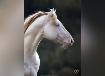 Caballo cuarto de milla, Semental, 12 años, 152 cm, Champán
