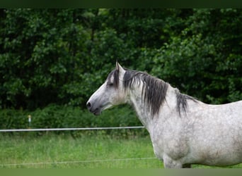 Caballo cuarto de milla, Semental, 13 años, 152 cm