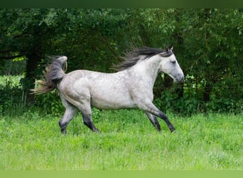 Caballo cuarto de milla, Semental, 13 años, 152 cm