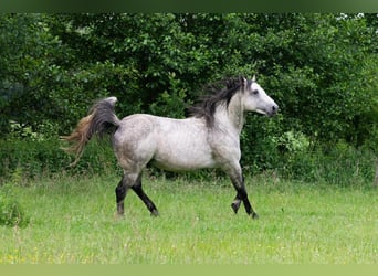 Caballo cuarto de milla, Semental, 13 años, 152 cm