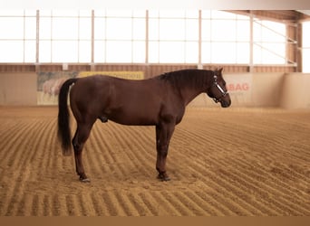 Caballo cuarto de milla, Semental, 17 años, Alazán