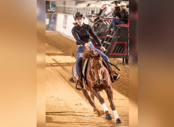 Caballo cuarto de milla, Semental, 17 años, Alazán
