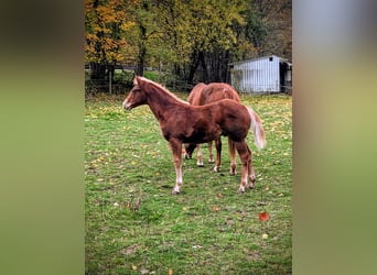 Caballo cuarto de milla, Semental, 1 año, 135 cm, Alazán