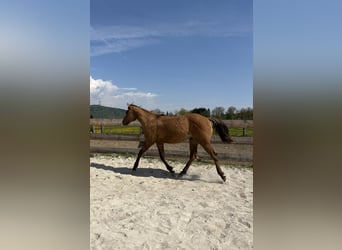 Caballo cuarto de milla, Semental, 1 año, 140 cm, Bayo