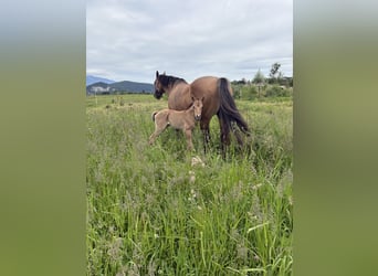 Caballo cuarto de milla, Semental, 1 año, 140 cm, Bayo
