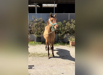 Caballo cuarto de milla, Semental, 1 año, 140 cm, Bayo