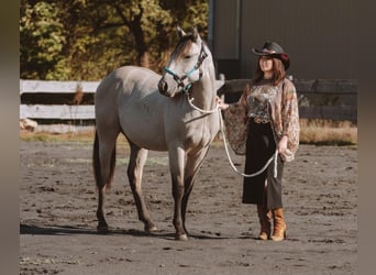 Caballo cuarto de milla, Semental, 1 año, 140 cm, Buckskin/Bayo